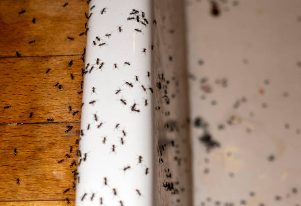 Pest Prevention Services in St Paris, OH