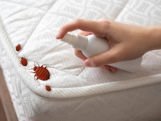 Best Ant Control Services  in St Paris, OH