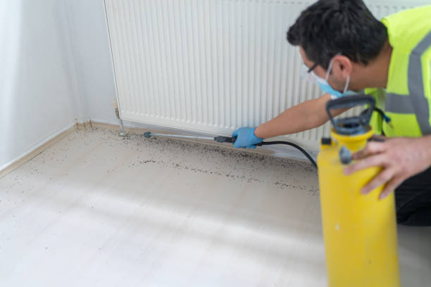 Wasp Removal Services in St Paris, OH
